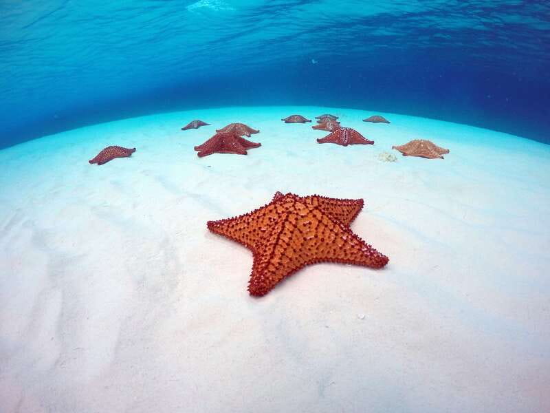 Cozumel: Catamaran, El Cielo Bay & Palancar Reef with Lunch - Forty-five minutes at Palancar or Colombia Reef