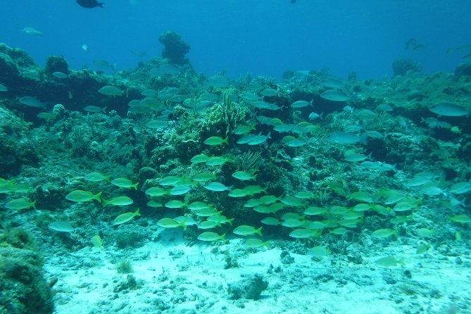 Cozumel Catamaran Snorkeling Tour & Lunch (Hotel Pick Up) - The ferry crossing and downtown Cozumel departure