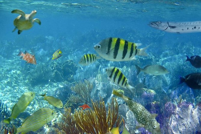 Culebra Snorkeling Tour by Catamaran from Fajardo - What the group size means
