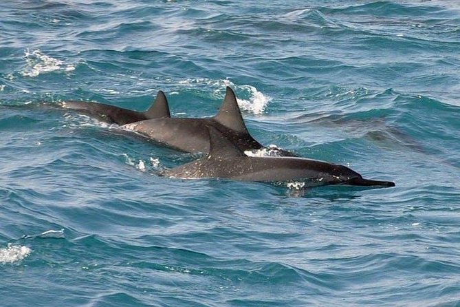 Deluxe Snorkel & Dolphin Watch Aboard a Luxury Catamaran from Kailua-Kona - Who should book this catamaran?
