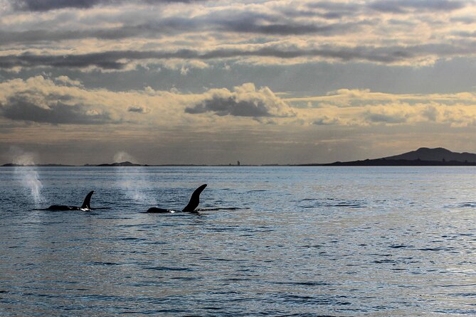 Discover Auckland City Tour: The City of Sails - One Tree Hill, or Maungakiekie