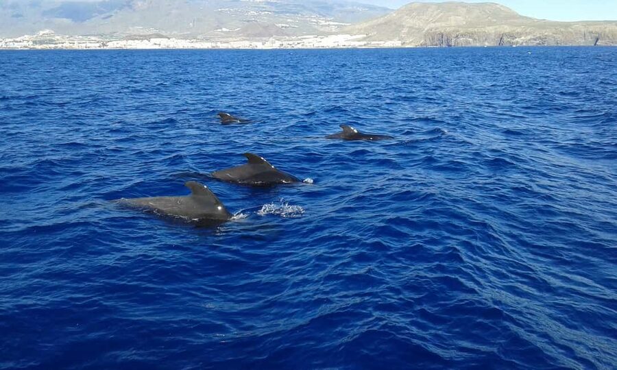 Discover whales in Tenerife: exclusive yacht tour with swim and lunch - Lunch on board, with a few practical caveats