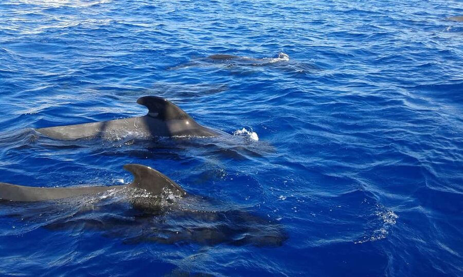 Discover whales in Tenerife: exclusive yacht tour with swim and lunch - Guides, crew, and the feel of the outing