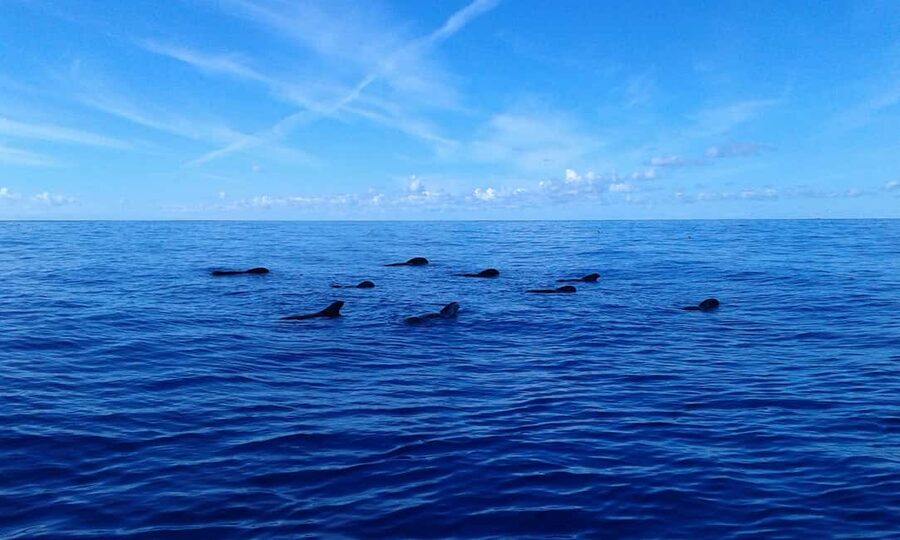 Discover whales in Tenerife: exclusive yacht tour with swim and lunch - Who should book this yacht tour?