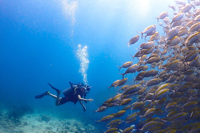 Diving Tour for Certified Divers: Sail Rock or Koh Tao - Equipment, staff, and comfort on the boat
