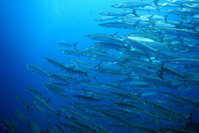 Diving Tour for Certified Divers: Sail Rock or Koh Tao - What the price includes at $166.24