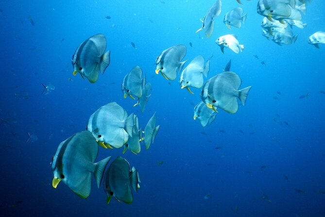 Diving Tour for Certified Divers: Sail Rock or Koh Tao - Health rules and flight planning
