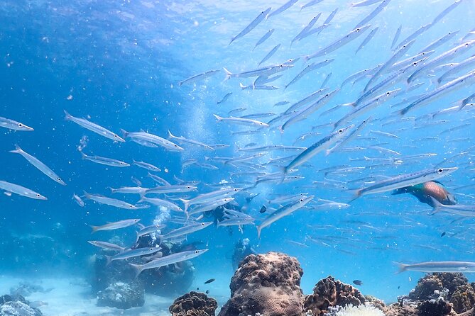 Diving Tour for Certified Divers: Sail Rock or Koh Tao - Who will enjoy this trip most