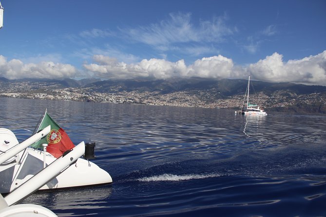Dolphin and Whale Watching Catamaran Cruise from Funchal - How much time is spent watching animals?
