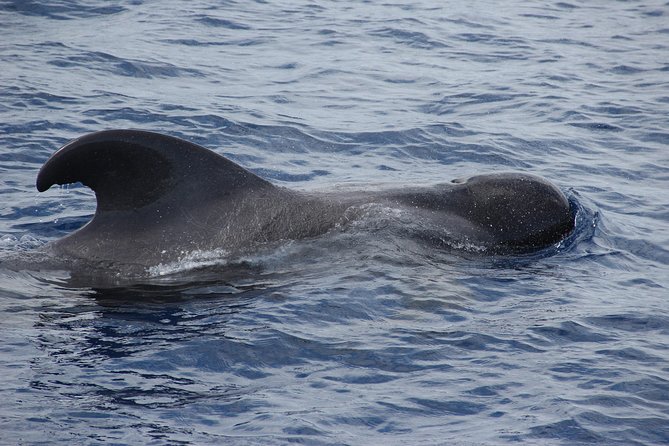 Dolphin and Whale Watching Catamaran Cruise from Funchal - The best time to sit and what to bring