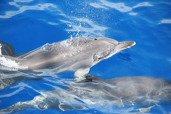 Dolphin and Whale Watching Catamaran Cruise from Funchal - Price and value at $48.27
