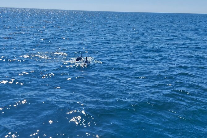 Dolphin trips on a catamaran - Setting out from Estepona’s marina
