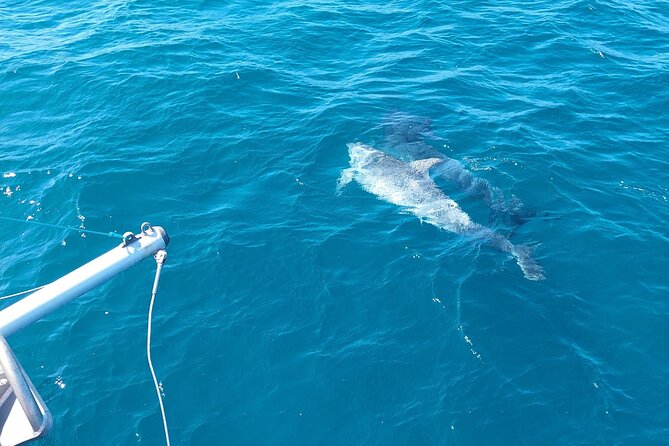 Dolphin trips on a catamaran - How much value do you get for $42.33?