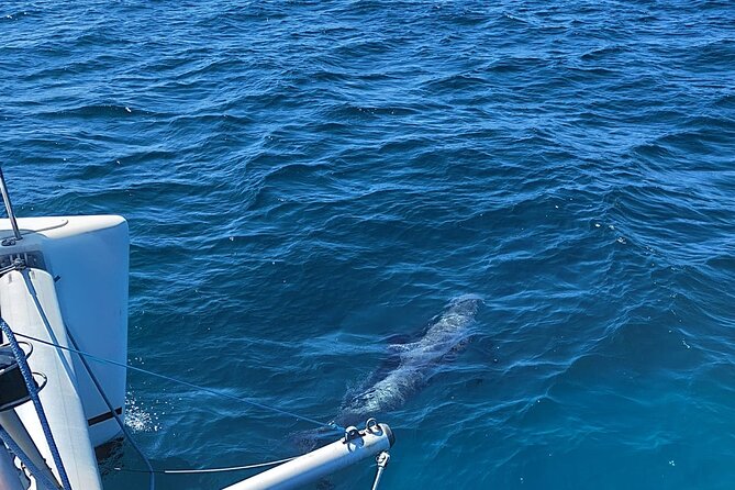 Dolphin trips on a catamaran - What to bring and how to make the most of it