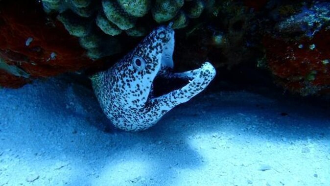 El Cielo Cozumel Snorkeling trip by Catamaran - Quick take: beautiful water, but check the fine print