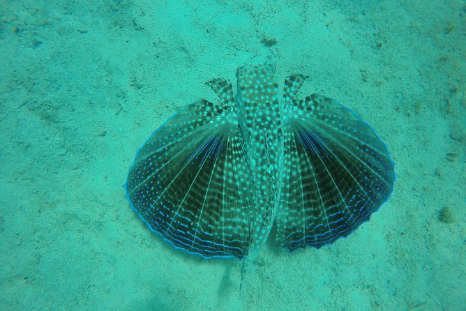 Elegance Catamaran turtles swim and lunch cruise - First stop: 45 minutes with Barbados’ turtles