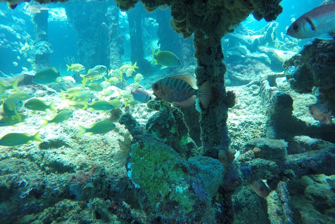Elegance Catamaran turtles swim and lunch cruise - Second stop: shipwrecks, fish, and another look below the surface