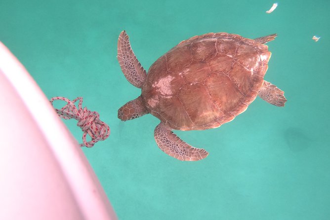 Elegance Catamaran turtles swim and lunch cruise - Why the US $165 price can make sense