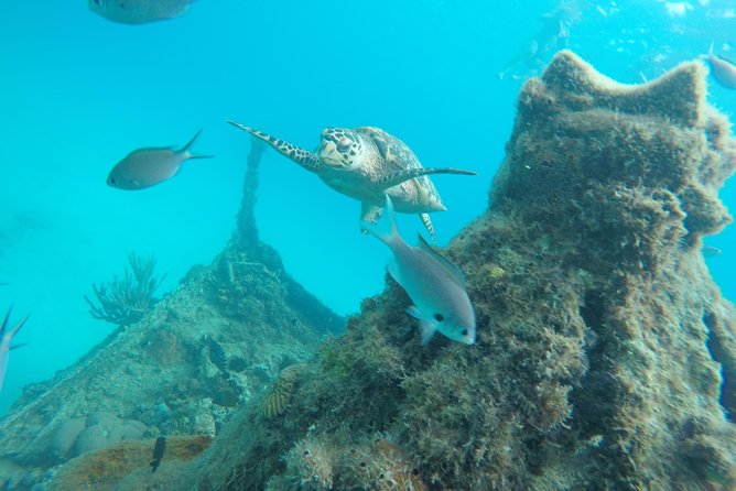 Elegance Catamaran turtles swim and lunch cruise - Getting to Bridgetown and boarding