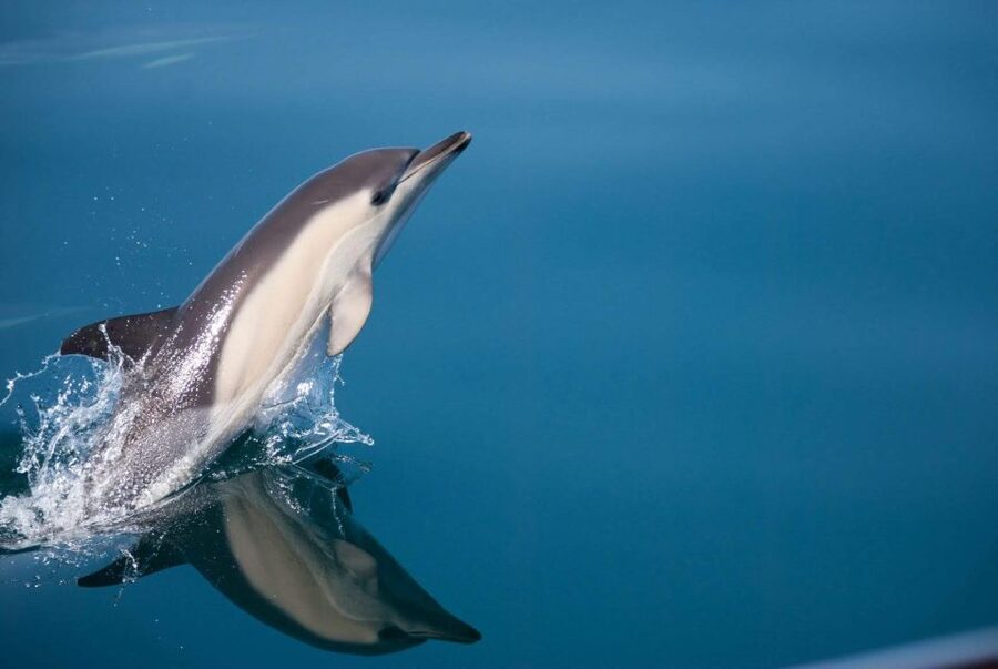Estepona: Dolphin Watching Sailboat Cruise with Drink - Why a Sailing Boat Changes the Experience