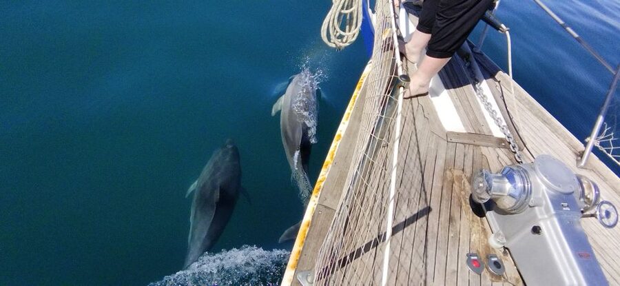 Estepona: Dolphin Watching Sailboat Cruise with Drink - Practical Details Before You Go