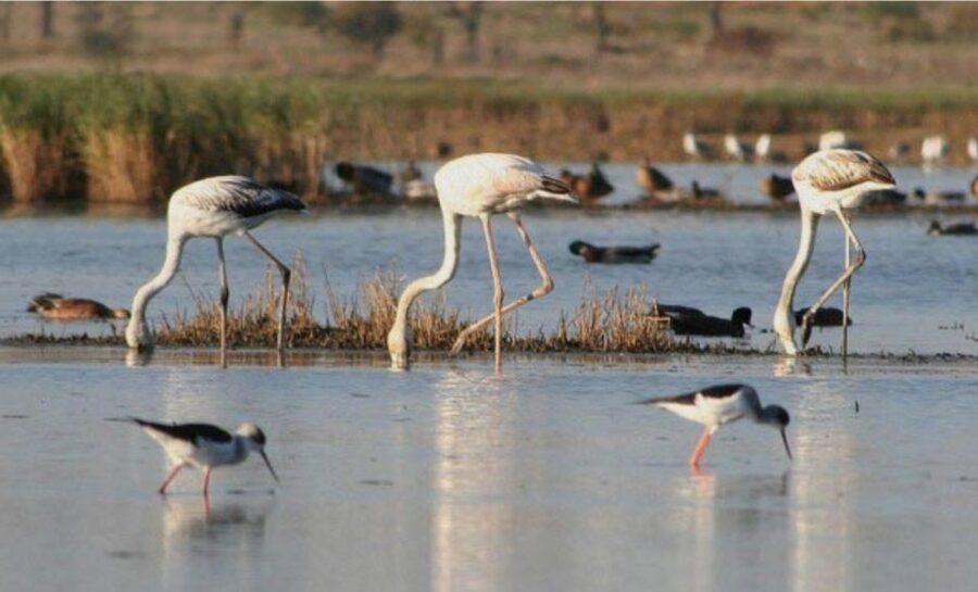 Faro: Ria Formosa Guided Sunset Tour by Catamaran - Seeing Ria Formosa from the water