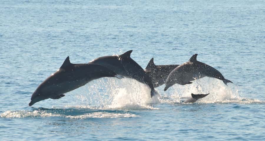 Fraser Island 4-Hour Eco-Sailing Adventure - Key points to know before you book