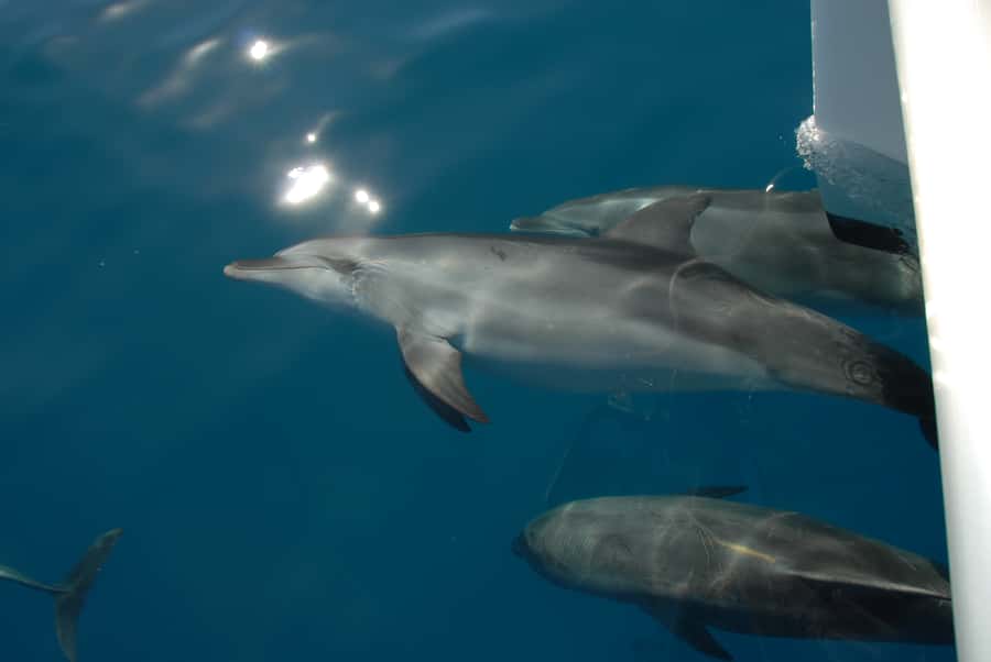 Fraser Island 4-Hour Eco-Sailing Adventure - Who will enjoy this Fraser Island boat trip?