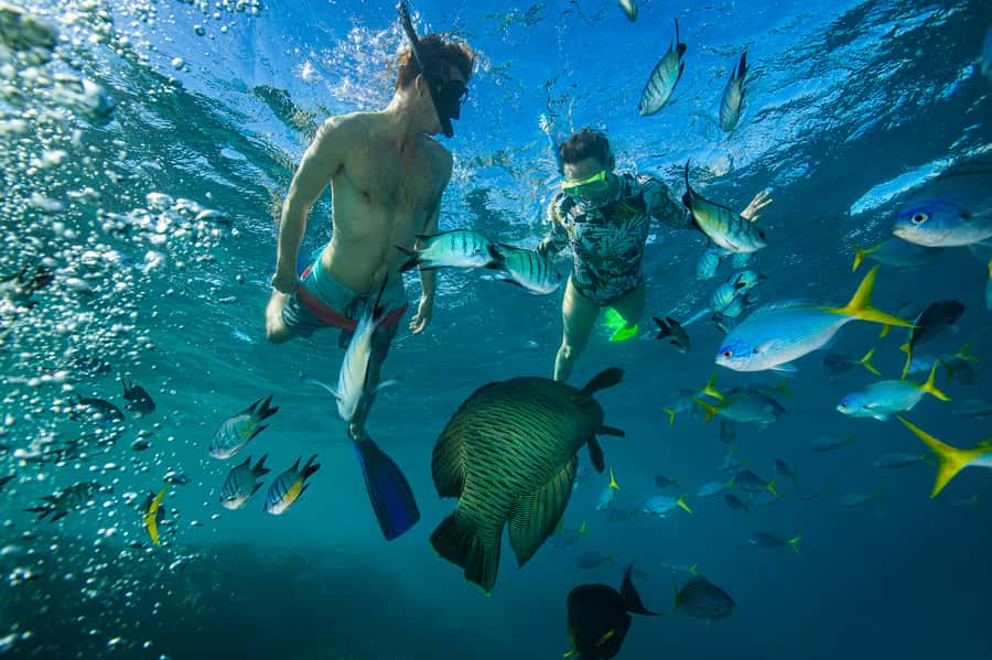 From Airlie Beach: Hook Island Cultural Tour, Sail & Snorkel - Hook Island snorkeling for about 40 minutes