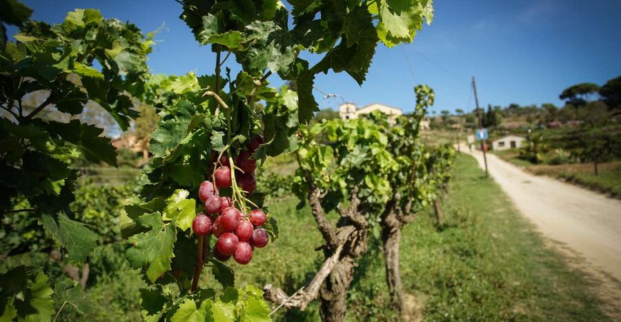 From Barcelona: Sailing and Wine Tasting Experience - Returning to Barcelona by water or road
