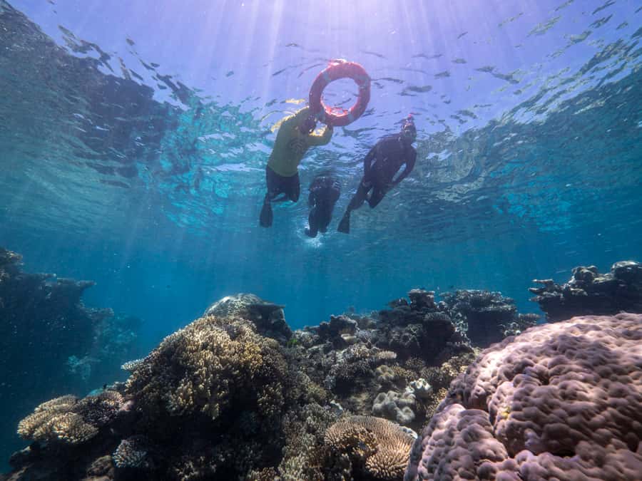 From Cairns: Great Barrier Reef Cruise by Premium Catamaran - The Second Reef Stop and More Water Time