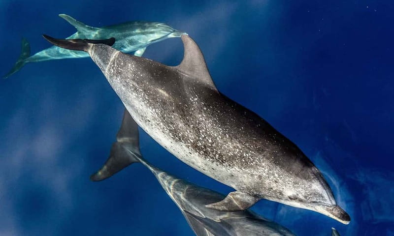 From Funchal: Ecological Catamaran Dolphin Whale Watching - Finding dolphins and whales offshore
