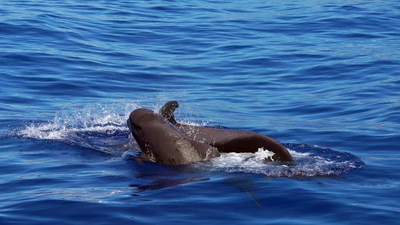 From Funchal: Ecological Catamaran Dolphin Whale Watching - The return route along Madeira’s coast
