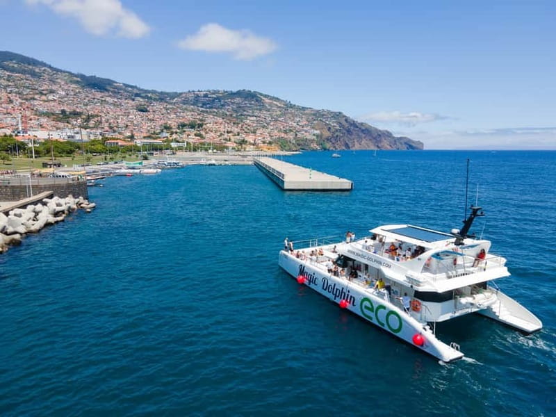 From Funchal: Ecological Catamaran Dolphin Whale Watching - Should you book Magic Dolphin?