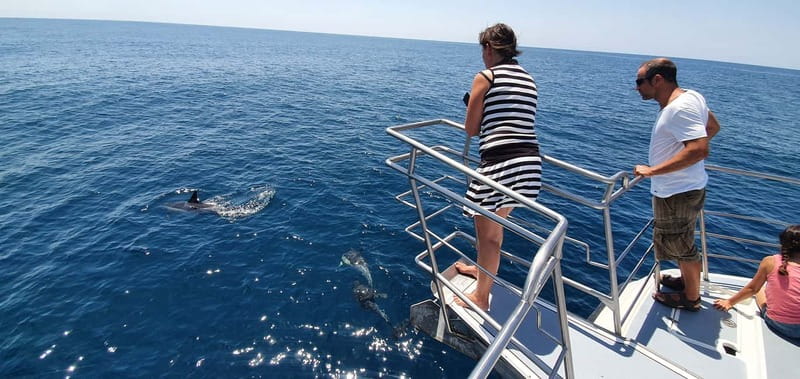 From Lagos: Dolphin Watching Catamaran Cruise - Should you book it?
