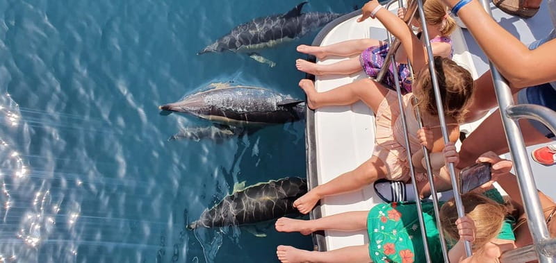From Lagos: Dolphin Watching Catamaran Cruise - Setting out from Marina de Lagos