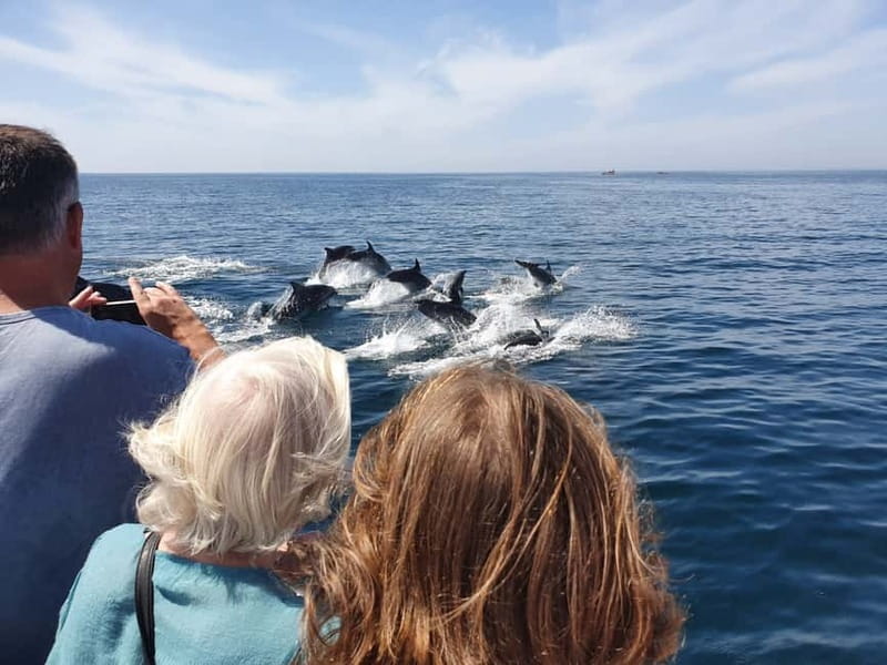 From Lagos: Dolphin Watching Catamaran Cruise - How the 1.5-hour itinerary works