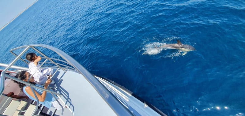 From Lagos: Dolphin Watching Catamaran Cruise - Conditions, motion, and what to bring