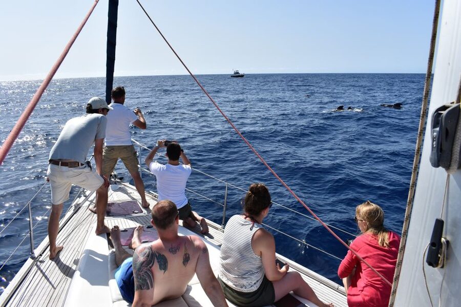 From Los Gigantes: Whale Watching Sailboat Cruise - Should you book the Picarus sailing cruise?