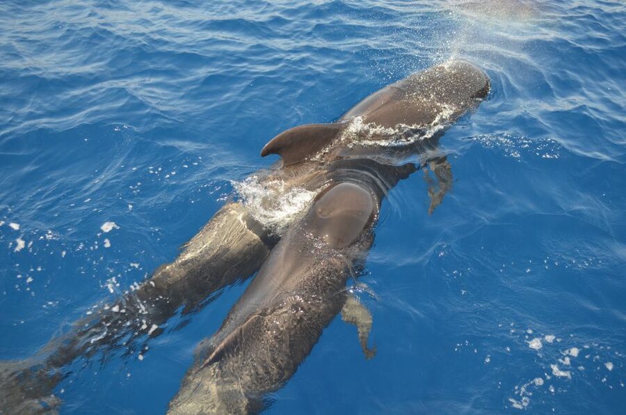 From Los Gigantes: Whale Watching Sailboat Cruise - Why this Los Gigantes cruise feels personal
