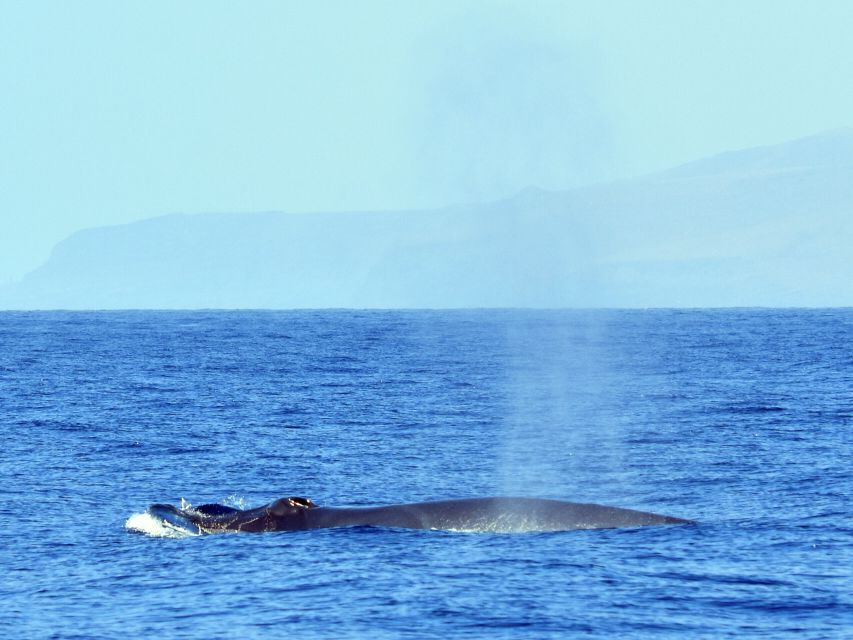 From Los Gigantes: Whale Watching Sailboat Cruise - The swim and snorkel stop near the cliffs