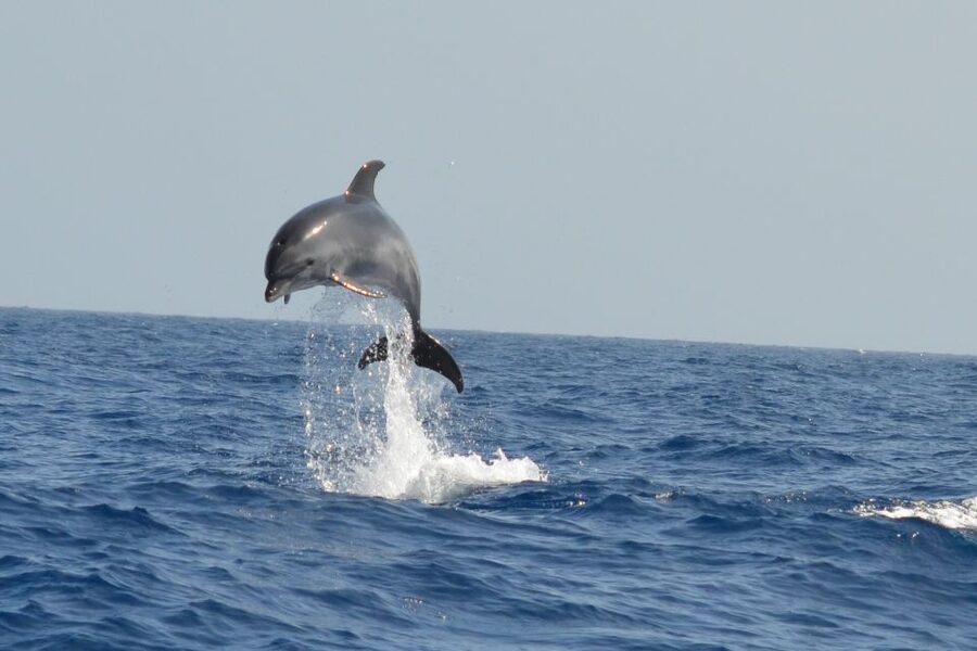 From Los Gigantes: Whale Watching Sailboat Cruise - Practical details before you go