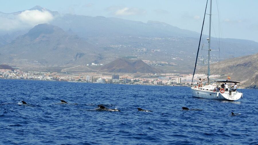 From Los Gigantes: Whale Watching Sailboat Cruise - Finding whales off Tenerife