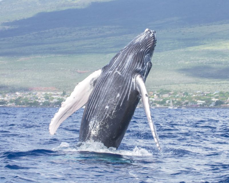 From Maalaea: Whale Watching Catamaran Cruise with Drinks - Practical planning for your morning or afternoon