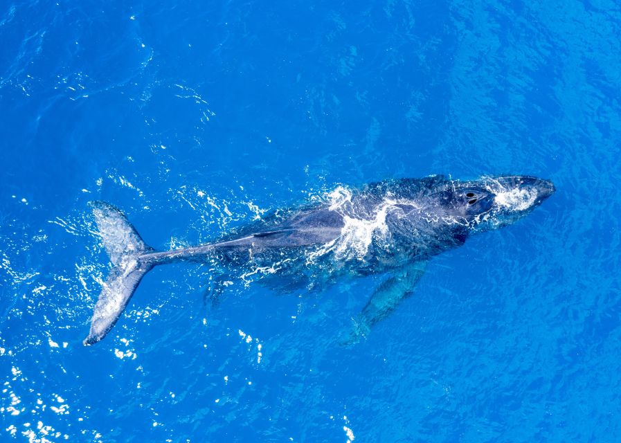 From Maalaea: Whale Watching Catamaran Cruise with Drinks - Hearing humpbacks through underwater hydrophones