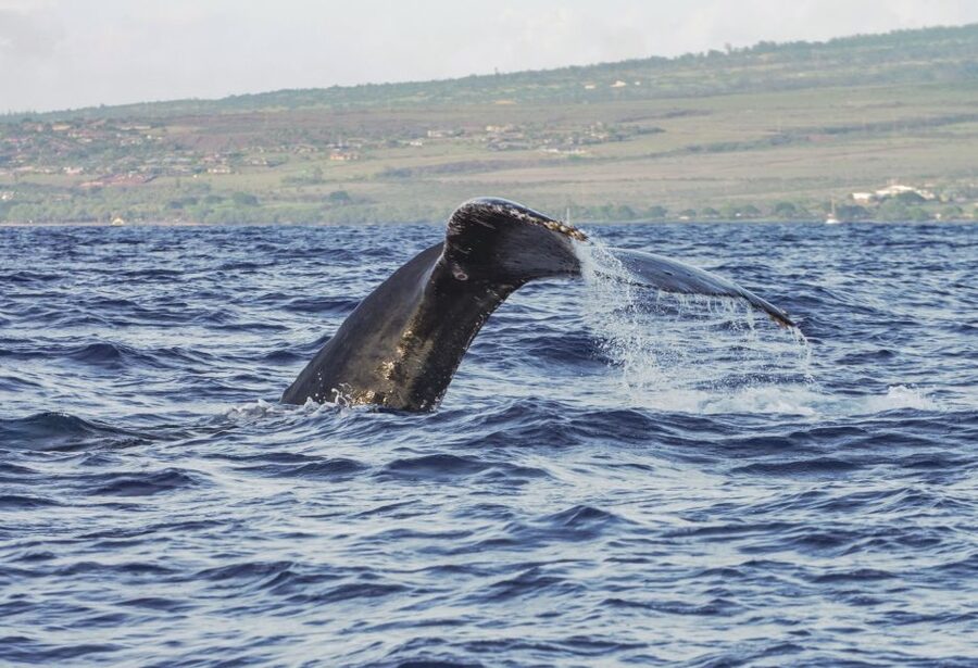 From Maalaea: Whale Watching Catamaran Cruise with Drinks - The views beyond the whales