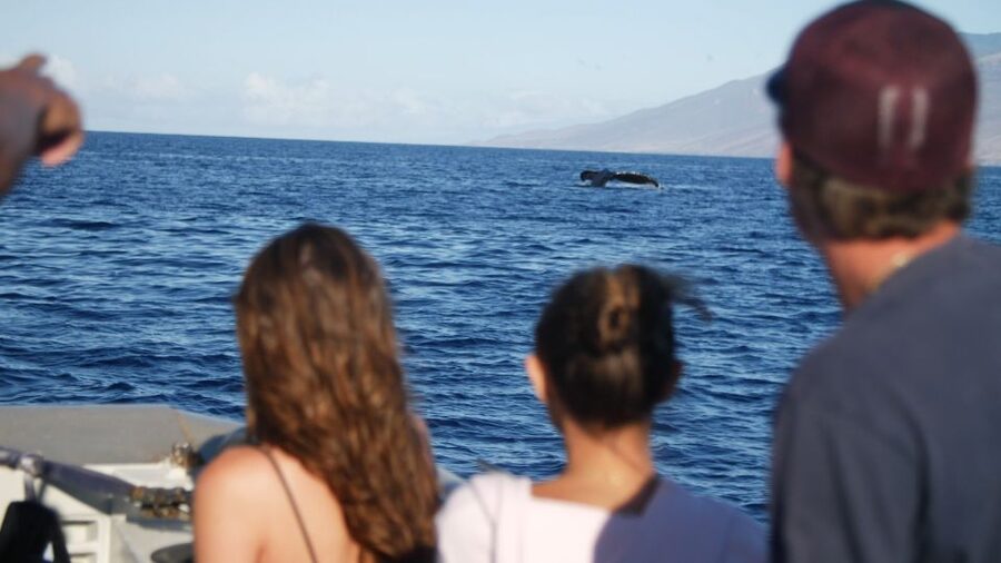 From Maalaea: Whale Watching Catamaran Cruise with Drinks - Seasickness, food, and comfort