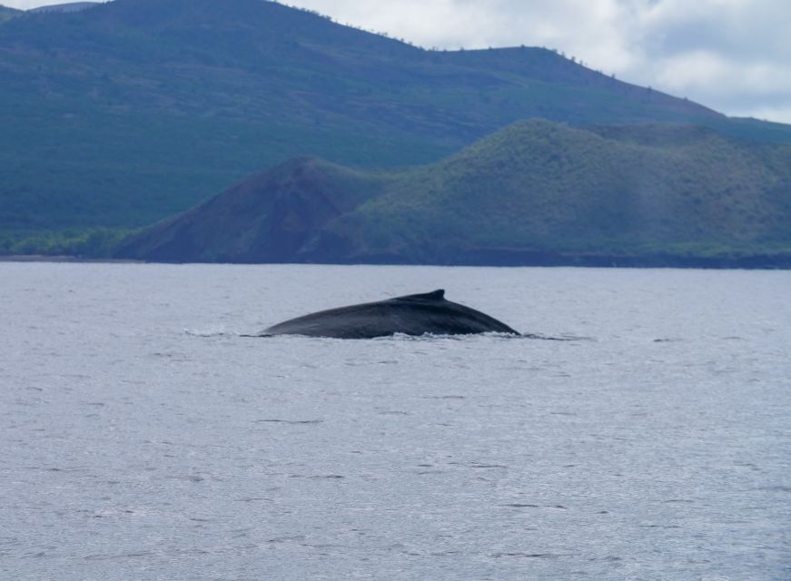 From Maalaea: Whale Watching Catamaran Cruise with Drinks - What the $69 price really buys