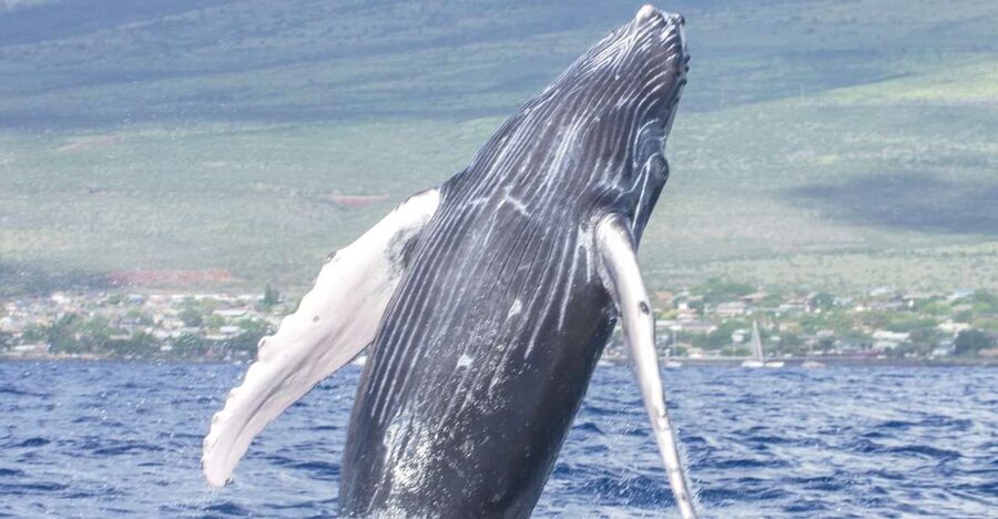 From Maalaea: Whale Watching Catamaran Cruise with Drinks - A closer look at the whale-search portion