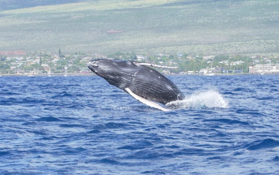 From Maalaea: Whale Watching Catamaran Cruise with Drinks - Two hours aboard the Winona